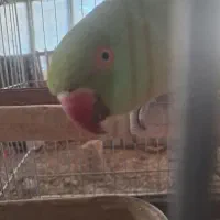 طوطی ملنگو ماده