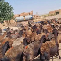 میش داشتی