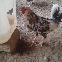 مرغ وخروس