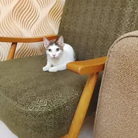 گربه|گربه|پل سفید, |دیوار