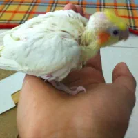 جوجه عروس هلندی