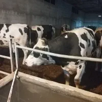 گوساله چاق هولشتاین تعداد 3