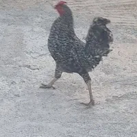 خروس جوان و داشتی