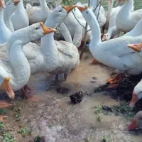 فروش قو غاز اوکراینی