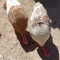 فروش بوقلمون نر و ماده و خروس محلی