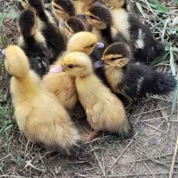 جوجه اردک اسرائیلی ۲۰روزه