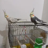 عروس هلندی جفت مولد