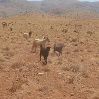 ۱۰۰راس بز جوان