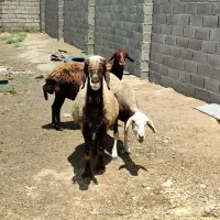 ۳ راس گوسفند جنس