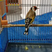 سهره
