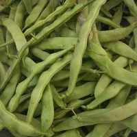 لوبیا چیتی درختی