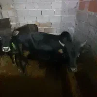 گوساله نر