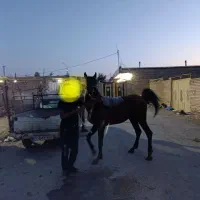 اسب|اسب و تجهیزات اسب‌سواری|اهواز, ۲۴ متری|دیوار