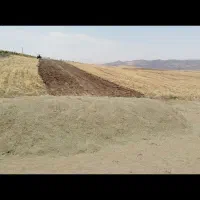 گیاه فروشی قیمت توافقی