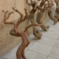 تنه انگور یا تنه درخت مشابه تصویر میخوام
