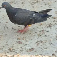 طوقی و پلاکی|پرنده|شیراز, محمودآباد|دیوار