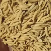 بذر شالی 90روزه