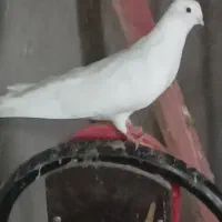 کبوتر