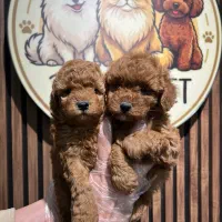 باهوش / با استعداد ترین نژاد/ توله سگ توی پودل