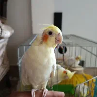 عروس هلندی