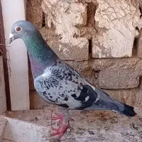 کفتر پلاکی ماده مگسی
