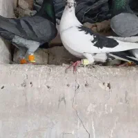 کبوتر نر رنگی و المانی