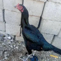 مرغ
