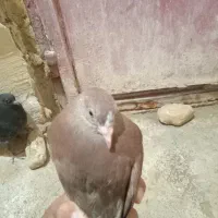 کبوتر