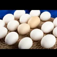 تخم نطفه دار بومی