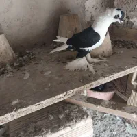 کبوتر|پرنده|تبریز, |دیوار