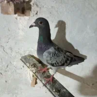 کبوتر پرشی