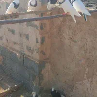 کبوتر