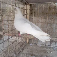 کبوتر قنار