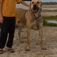 سگ سرابی