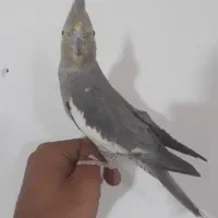 عروس هلندی نر و ماده با قفس و لانه