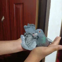 کفتر مگس نر
