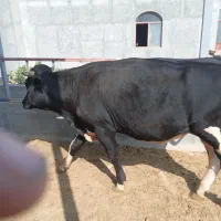 گوساله چاق