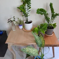 تعدادی گیاه