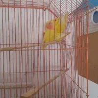 طوطی برزیلی تازه دن خور شدن سالم سرحال