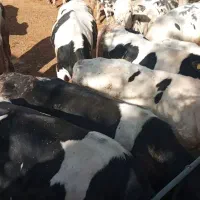 گوساله