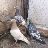 کبوتر هفرنگ آس خطی لک دار|پرنده|قزوین, |دیوار