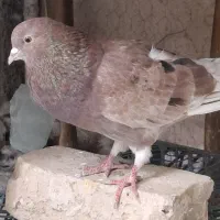 کفتر نر سرور