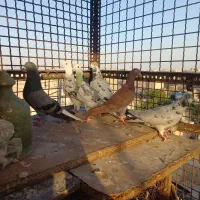 کفتر قریب گیری