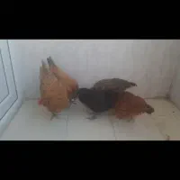 مرغ ووارگ