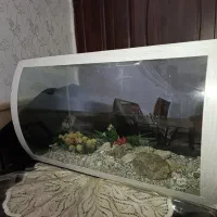 اکواریوم شیشه خم استثنایی سالم