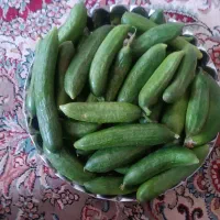 خیار تازه محلی