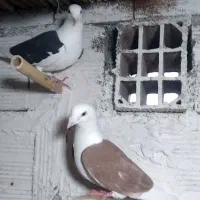 کبوتر دم سفید و دوبالی