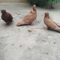 چهارتا سرخ زرد