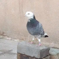 کبوتر نر پرشی کفتر