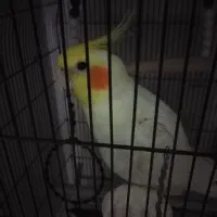 عروس هلندی